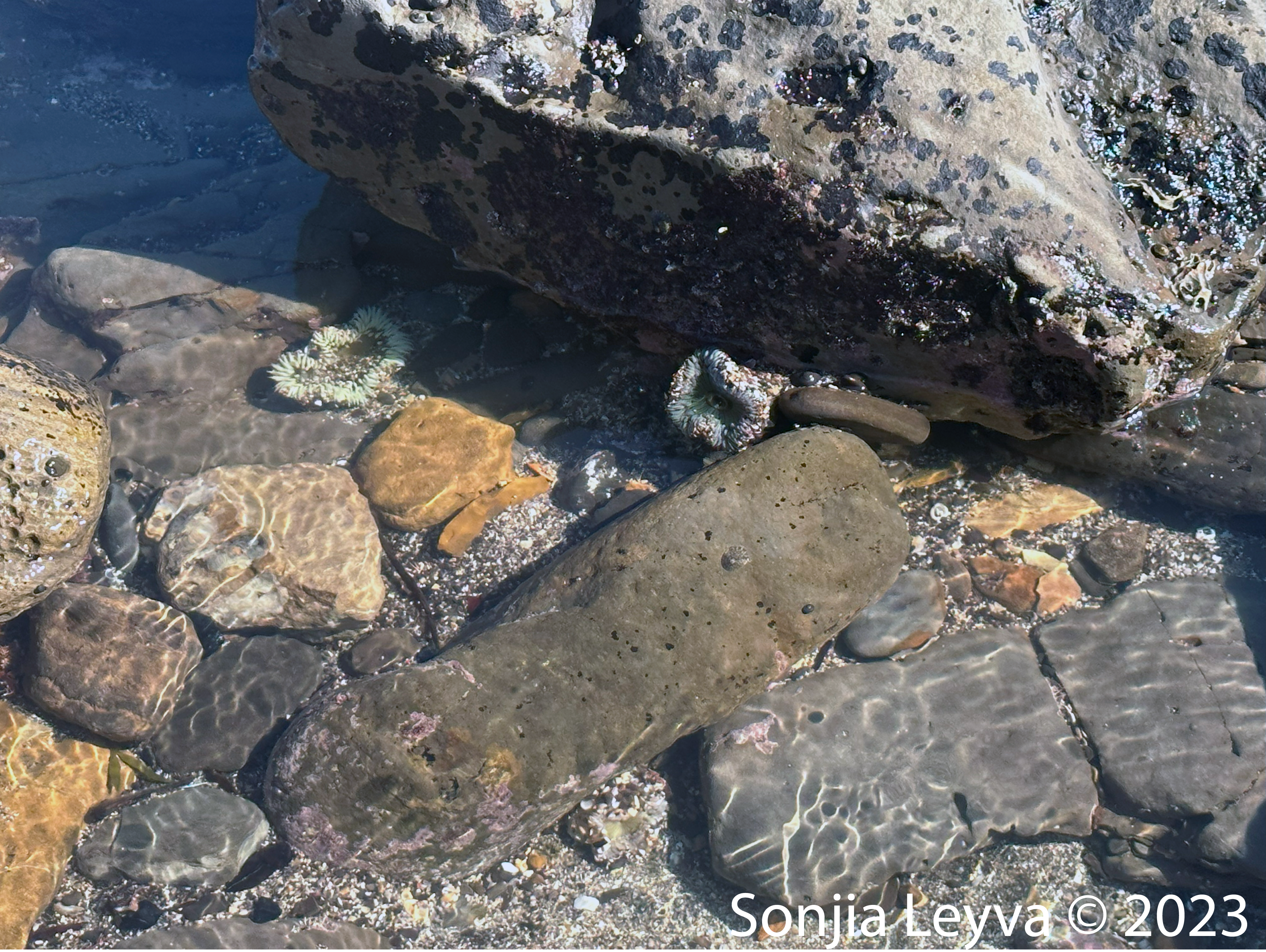 Two green sea anemones in the crevases of a tidepool.