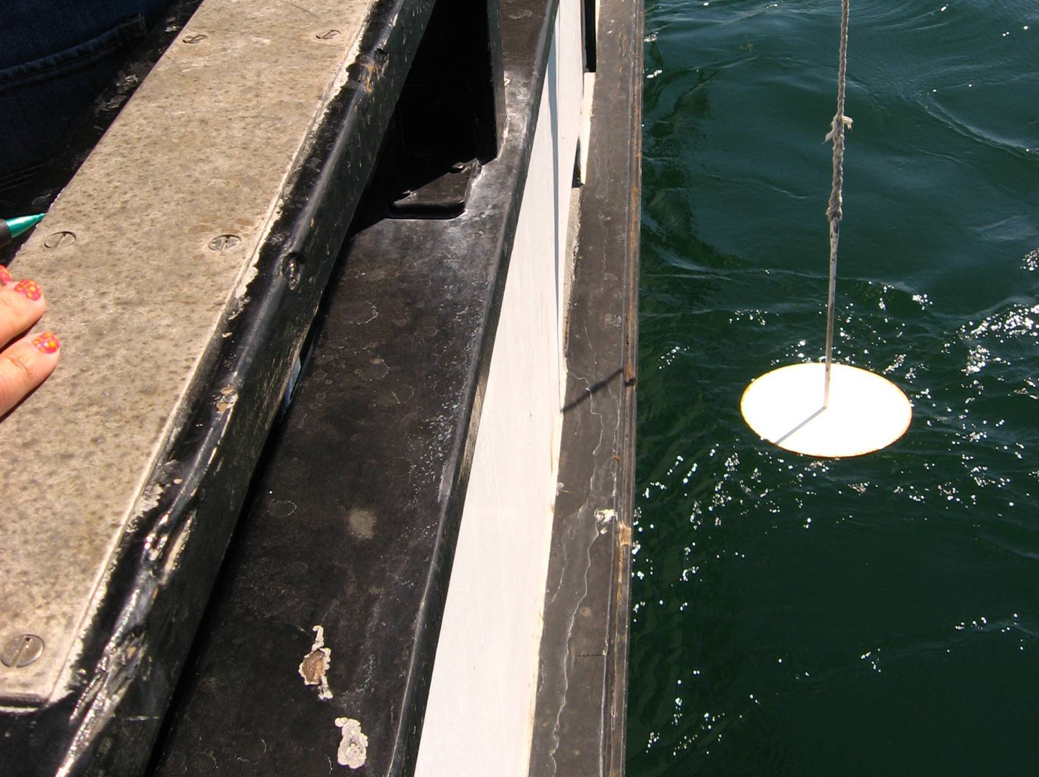 The secchi disk being lowered into the water