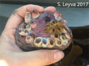 Marine organisms take advantage of the bounty in the ocean.  In this case, a barnacle has attached itself to a clam shell.