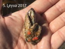 An Acorn Barnacle