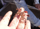 A decorator crab, so called because it deliberately places kelp and other items on its shell in order to disguese itself from predators.