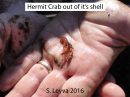 Hermit Crab