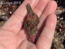 The hermit crab took up residence inside a Kelllet's Whelk shell.  On top of hte shell are some red encrusting algae and a baracle, which helps to camouflage the crab.