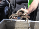 Rock Crab