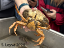 Rock Crab (bottom)