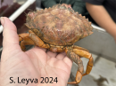 Rock Crab (top)