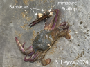 Swimming Crab with barnacles and an immature scallop.