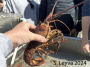Californai Spiny Lobster