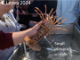 California Spiny Lobster (male)