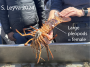 Female California Spiny Lobster