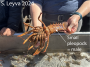 Male California Spiny Lobster