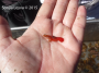 Red Rock Shrimp
