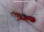 Red Rock Shrimp