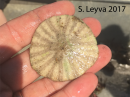 Sand Dollar