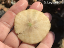 Sand Dollar