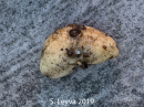 White Sea Cucumber