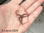 Brittle Star