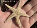 California Sand Star (bottom)