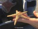 Sand Star (bottom)