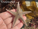 California Sand Star (top)