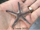 Sand Star (top)