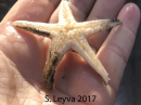 Sand Star (bottom)