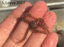 Reticulated Brittle Star