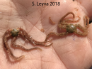 Reticulated Brittle Star