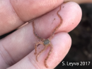 Reticulated Brittle Star