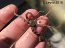 Reticulated Brittle Star