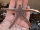 Sand Star