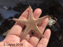 Sand Star (top)