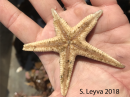 Sand Star (bottom)