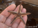 Sand Star