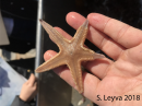 Sand Star (top)