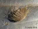 Heart Urchin (top)