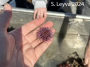 Purple Urchin