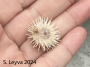 White Sea Urchin (bottom)