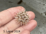 White Sea Urchin (top)