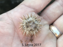 White Urchin
