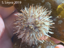 White Urchin