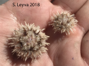 White Urchins (top)