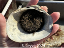 Clam shell with hatched Nuttal's Hornmouth Snail eggs