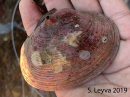 Clamshell with a barnacle (top)