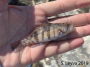 Barred Sand Bass