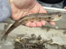 California Lizardfish