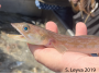 Close up of a Lizardfish's teeth