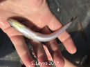 Lizardfish (bottom)