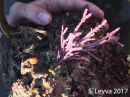 Articulated Coralline Algae