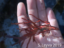 Red Coraline Algae